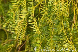L'If (Taxus baccata)
