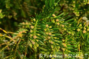 L'If (Taxus baccata)