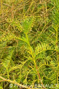 L'If (Taxus baccata)