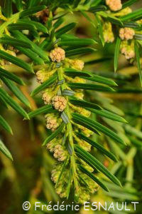 L'If (Taxus baccata)