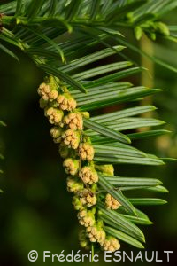 L'If (Taxus baccata)