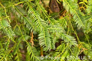 L'If (Taxus baccata)