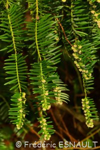 L'If (Taxus baccata)