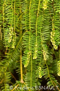 L'If (Taxus baccata)