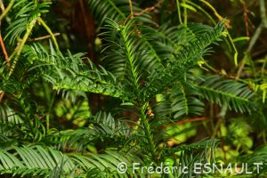 L'If (Taxus baccata)