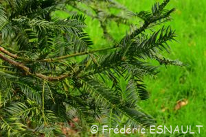 L'If (Taxus baccata)