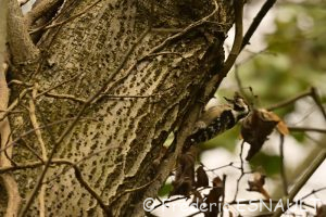 Pic épeichette (Dendrocopos minor)
