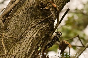 Pic épeichette (Dendrocopos minor)