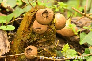 Vesse de loup en poire (Apioperdon pyriforme)