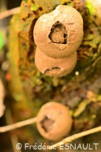 Vesse de loup en poire (Apioperdon pyriforme)