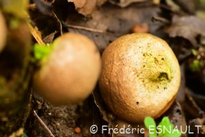 Vesse de loup en poire (Apioperdon pyriforme)