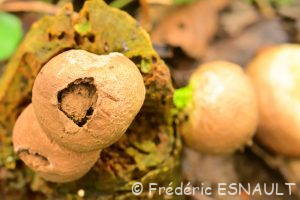 Vesse de loup en poire (Apioperdon pyriforme)
