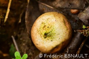 Vesse de loup en poire (Apioperdon pyriforme)