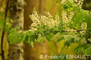Cerisier à grappes ou Merisier à grappes (Prunus padus)