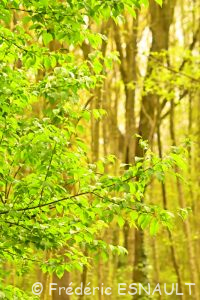 Cerisier à grappes ou Merisier à grappes (Prunus padus)