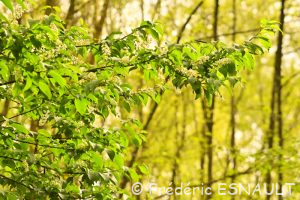 Cerisier à grappes ou Merisier à grappes (Prunus padus)