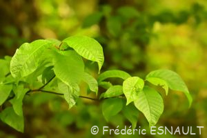 Cerisier à grappes ou Merisier à grappes (Prunus padus)