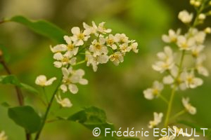 Cerisier à grappes ou Merisier à grappes (Prunus padus)