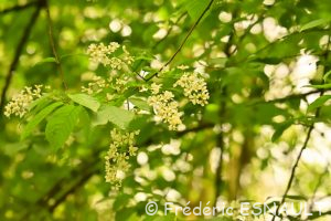 Cerisier à grappes ou Merisier à grappes (Prunus padus)