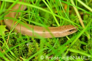 Orvet commun (Anguis fragilis)