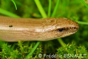 Orvet commun (Anguis fragilis)