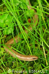 Orvet commun (Anguis fragilis)