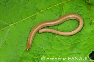 Orvet commun (Anguis fragilis)