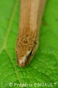 Orvet commun (Anguis fragilis)
