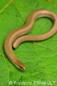 Orvet commun (Anguis fragilis)