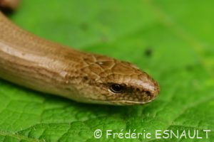 Orvet commun (Anguis fragilis)