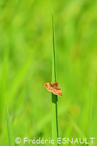 Noctuelle héliaque (Panemeria tenebrata) Étang de La Loy. Site classé des vallées de la Brosse & de la Gondoire