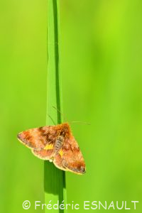 Noctuelle héliaque (Panemeria tenebrata) Étang de La Loy. Site classé des vallées de la Brosse & de la Gondoire