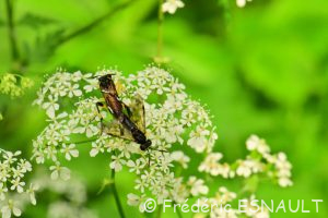 Tenthrède rustique (Macrophya montana)