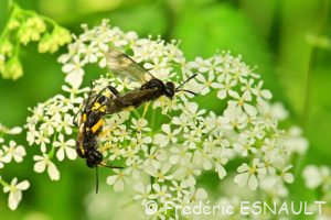 Tenthrède rustique (Macrophya montana)