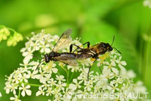 Tenthrède rustique (Macrophya montana)