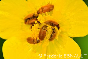 Byture ocre (Byturus ochraceus)
