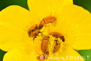 Byture ocre (Byturus ochraceus)