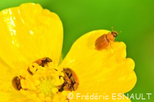 Byture ocre (Byturus ochraceus)