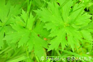 Renoncule âcre ou Bouton d'or (Ranunculus acris)