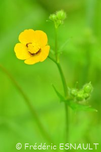 Renoncule âcre ou Bouton d'or (Ranunculus acris)