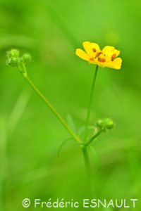 Renoncule âcre ou Bouton d'or (Ranunculus acris)