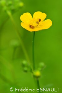 Renoncule âcre ou Bouton d'or (Ranunculus acris)