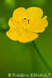 Renoncule âcre ou Bouton d'or (Ranunculus acris)