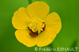 Renoncule âcre ou Bouton d'or (Ranunculus acris)