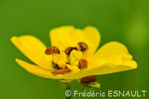 Byture ocre (Byturus ochraceus)