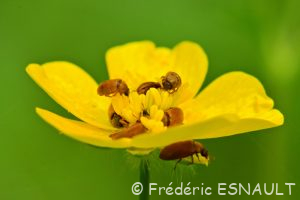 Byture ocre (Byturus ochraceus)