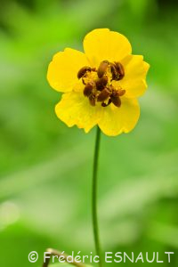 Byture ocre (Byturus ochraceus)