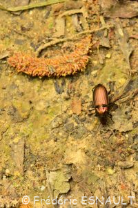 Poécile cuivré (Poecilus cupreus)