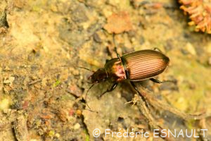 Poécile cuivré (Poecilus cupreus)