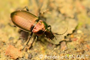 Poécile cuivré (Poecilus cupreus)